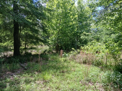 34 Acres of Premier Whitetail Hunting in SE Oklahoma - image 16