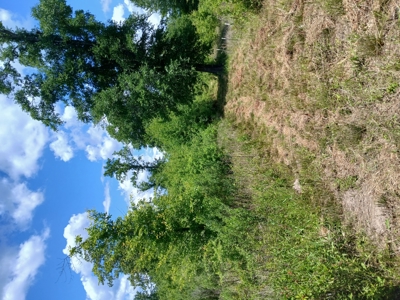 34 Acres of Premier Whitetail Hunting in SE Oklahoma - image 33