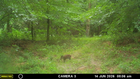 34 Acres of Premier Whitetail Hunting in SE Oklahoma - image 8