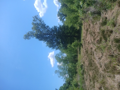 34 Acres of Premier Whitetail Hunting in SE Oklahoma - image 40