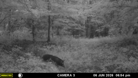 34 Acres of Premier Whitetail Hunting in SE Oklahoma - image 7