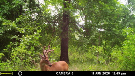 34 Acres of Premier Whitetail Hunting in SE Oklahoma - image 9