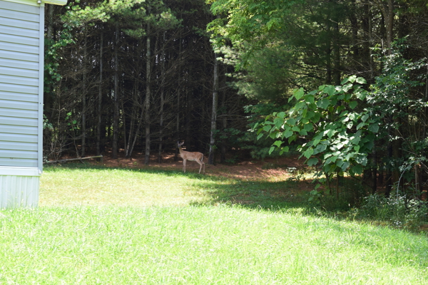 Land for Sale in Willis, Virginia