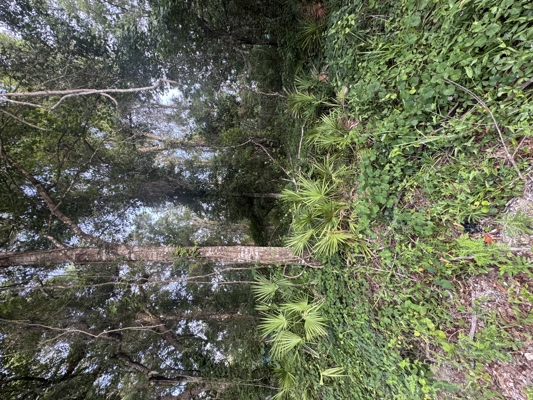 Affordable Vacant Land in Dixie County – Perfect for Future Plans