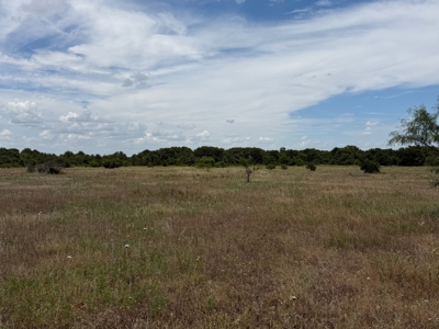 20 Acres in Rising Star TX with Pasture, Woods and Water Well - image 6