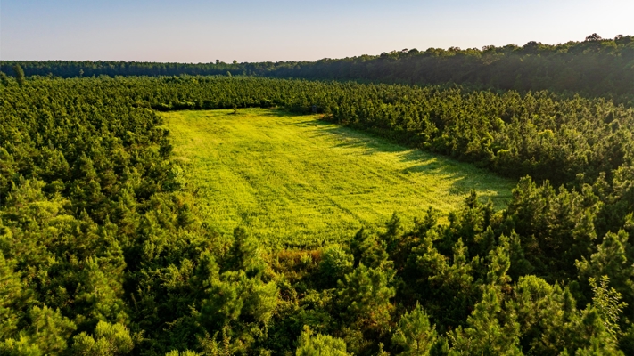 Jelks Bayou 360 - Timber and Hunting Investment Morehouse Parish