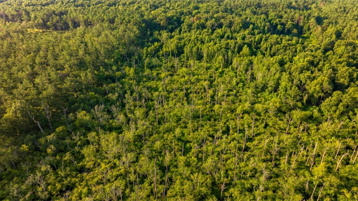 Jelks Bayou 360 - Timber and Hunting Investment Morehouse Parish