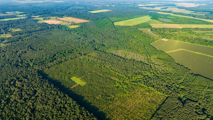 Jelks Bayou 360 - Timber and Hunting Investment Morehouse Parish