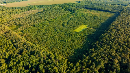 Jelks Bayou 360 - Timber and Hunting Investment Morehouse Parish - image 2