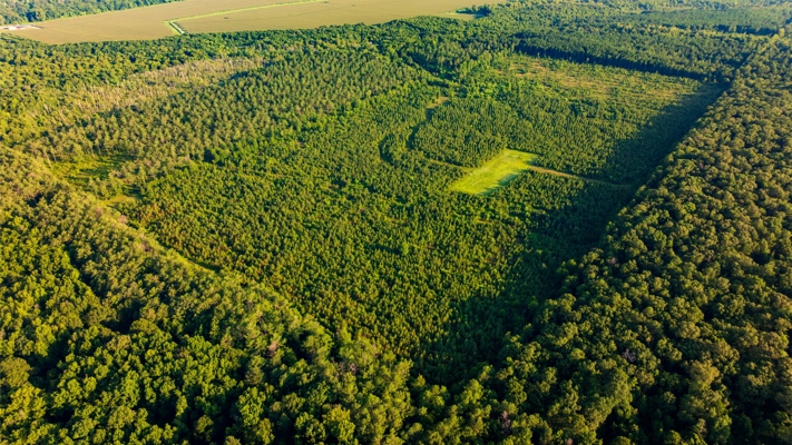 Jelks Bayou 360 - Timber and Hunting Investment Morehouse Parish