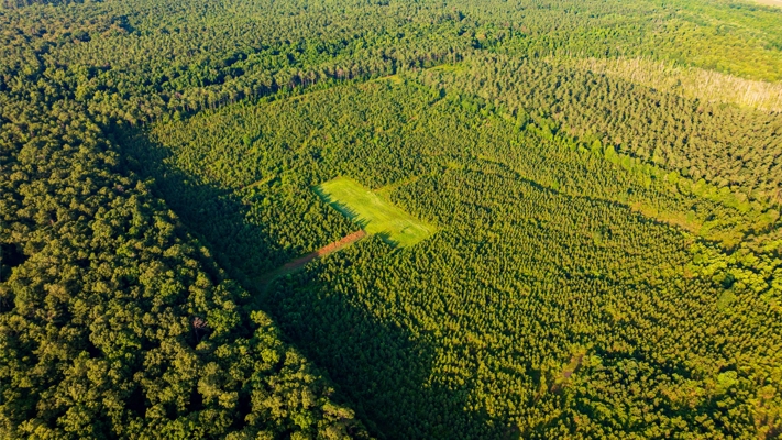 Jelks Bayou 360 - Timber and Hunting Investment Morehouse Parish