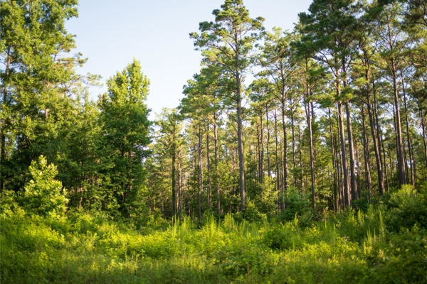 Jelks Bayou 360 - Timber and Hunting Investment Morehouse Parish