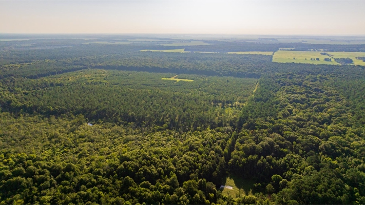 Jelks Bayou 360 - Timber and Hunting Investment Morehouse Parish