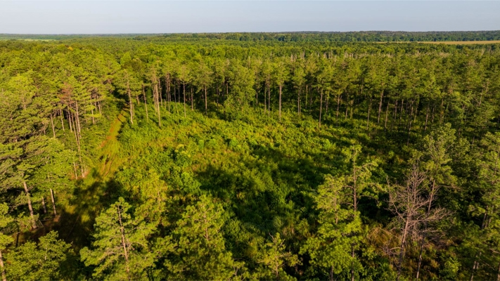 Jelks Bayou 360 - Timber and Hunting Investment Morehouse Parish