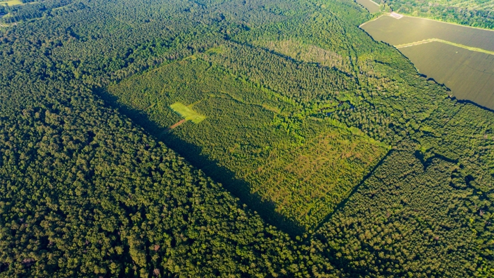 Jelks Bayou 360 - Timber and Hunting Investment Morehouse Parish
