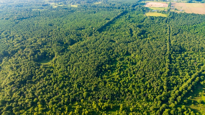 Jelks Bayou 360 - Timber and Hunting Investment Morehouse Parish