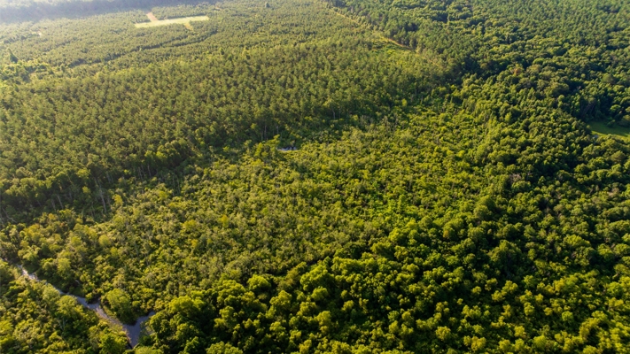 Jelks Bayou 360 - Timber and Hunting Investment Morehouse Parish
