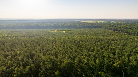 Jelks Bayou 360 - Timber and Hunting Investment Morehouse Parish - image 23