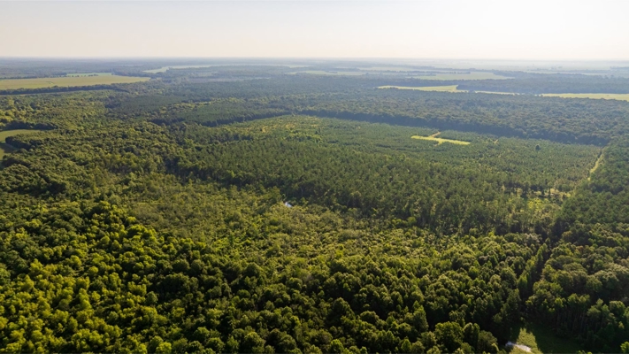 Jelks Bayou 360 - Timber and Hunting Investment Morehouse Parish