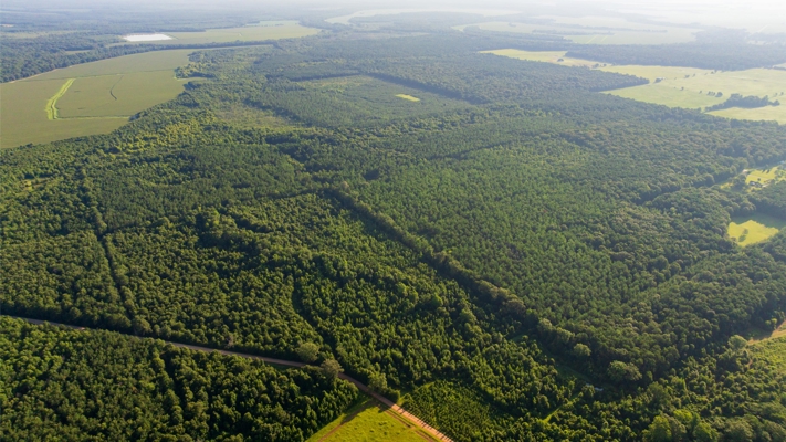 Jelks Bayou 360 - Timber and Hunting Investment Morehouse Parish