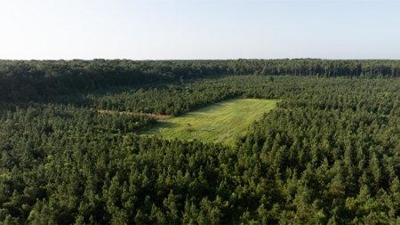 Jelks Bayou 360 - Timber and Hunting Investment Morehouse Parish - image 10