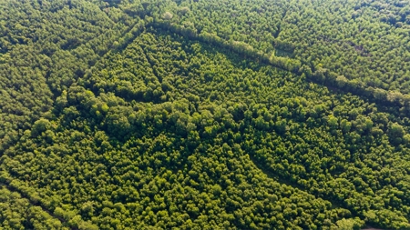 Jelks Bayou 360 - Timber and Hunting Investment Morehouse Parish - image 30