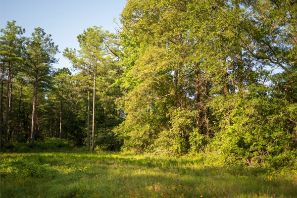 Jelks Bayou 360 - Timber and Hunting Investment Morehouse Parish