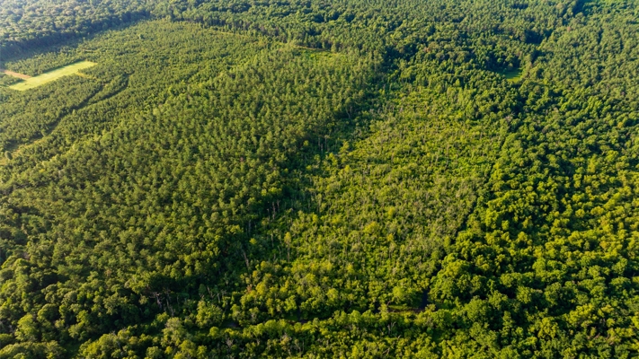 Jelks Bayou 360 - Timber and Hunting Investment Morehouse Parish