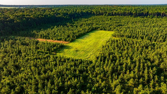 Jelks Bayou 360 - Timber and Hunting Investment Morehouse Parish