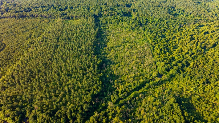 Jelks Bayou 360 - Timber and Hunting Investment Morehouse Parish