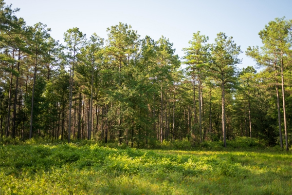 Jelks Bayou 360 - Timber and Hunting Investment Morehouse Parish