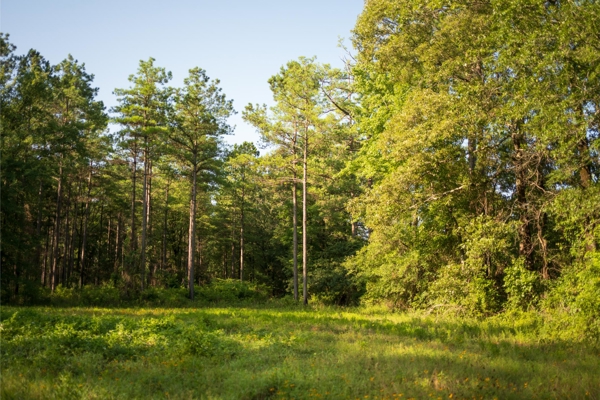 Jelks Bayou 360 - Timber and Hunting Investment Morehouse Parish