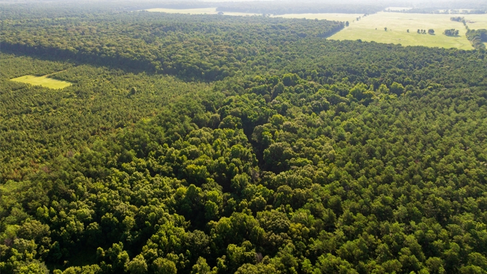 Jelks Bayou 360 - Timber and Hunting Investment Morehouse Parish