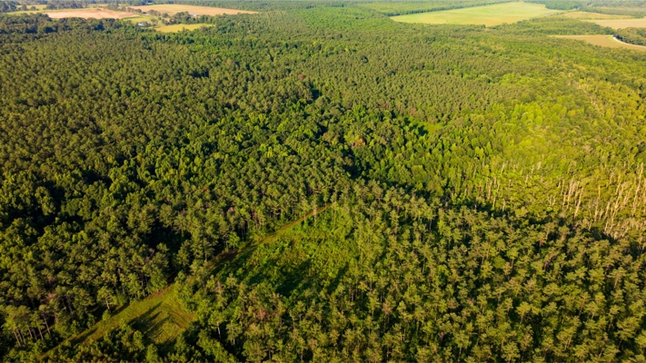 Jelks Bayou 360 - Timber and Hunting Investment Morehouse Parish