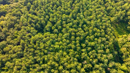 Jelks Bayou 360 - Timber and Hunting Investment Morehouse Parish - image 32
