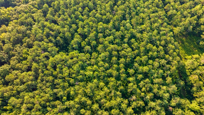 Jelks Bayou 360 - Timber and Hunting Investment Morehouse Parish