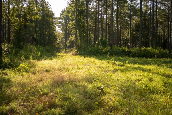 Jelks Bayou 360 - Timber and Hunting Investment Morehouse Parish