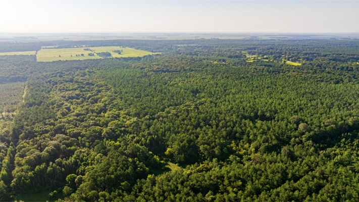 Jelks Bayou 360 - Timber and Hunting Investment Morehouse Parish