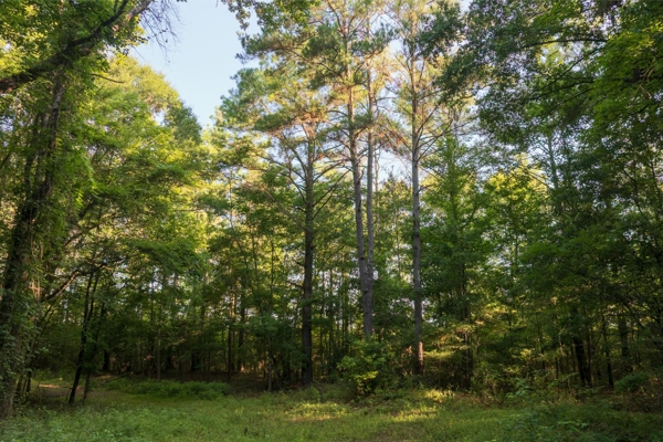 Jelks Bayou 360 - Timber and Hunting Investment Morehouse Parish