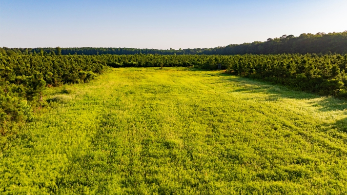 Jelks Bayou 360 - Timber and Hunting Investment Morehouse Parish