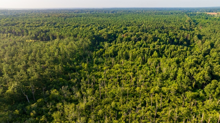 Jelks Bayou 360 - Timber and Hunting Investment Morehouse Parish