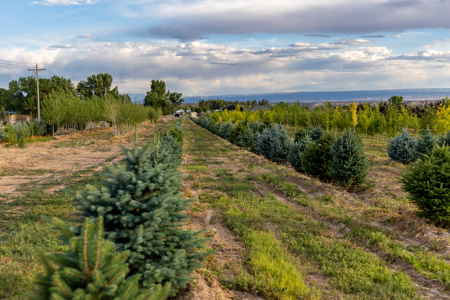 Income-producing Colorado tree farm for sale with custom home - image 5