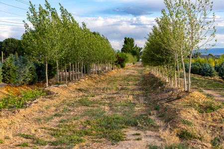 Income-producing Colorado tree farm for sale with custom home - image 6