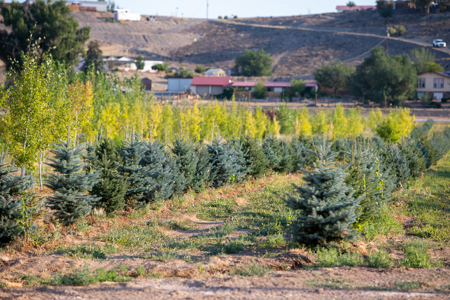 Income-producing Colorado tree farm for sale with custom home - image 10