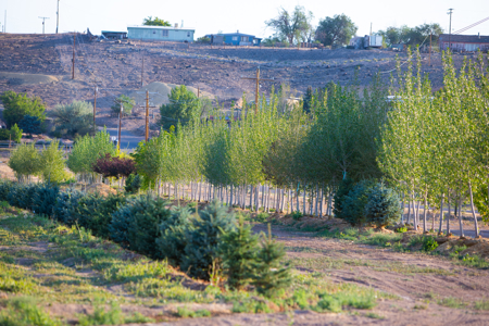 Income-producing Colorado tree farm for sale with custom home - image 9