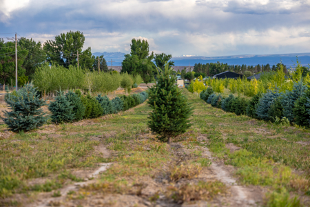 Income-producing Colorado tree farm for sale with custom home - image 4