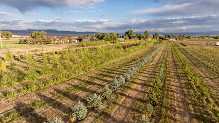 Income-producing Colorado tree farm for sale with custom home - image 14
