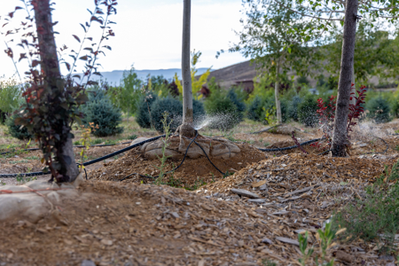 Income-producing Colorado tree farm for sale with custom home - image 3