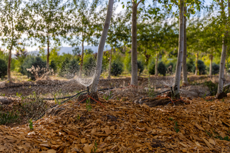 Income-producing Colorado tree farm for sale with custom home - image 12