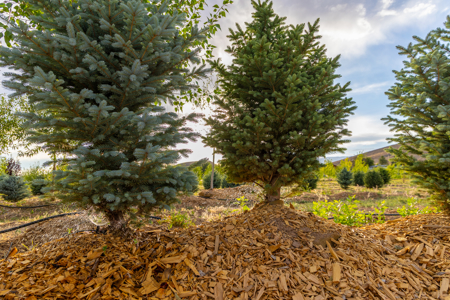 Income-producing Colorado tree farm for sale with custom home - image 7